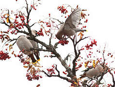 Bohemian Waxwing