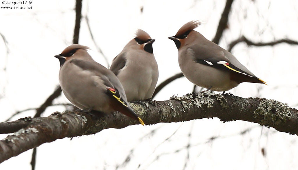 Bohemian Waxwing