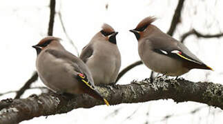 Bohemian Waxwing