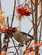 Bohemian Waxwing