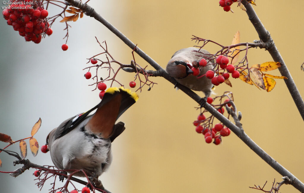 Bohemian Waxwing