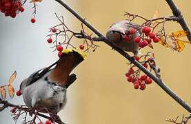 Bohemian Waxwing