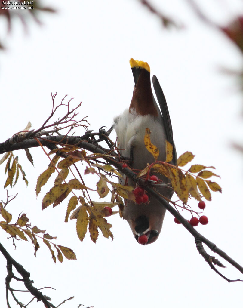 Bohemian Waxwing