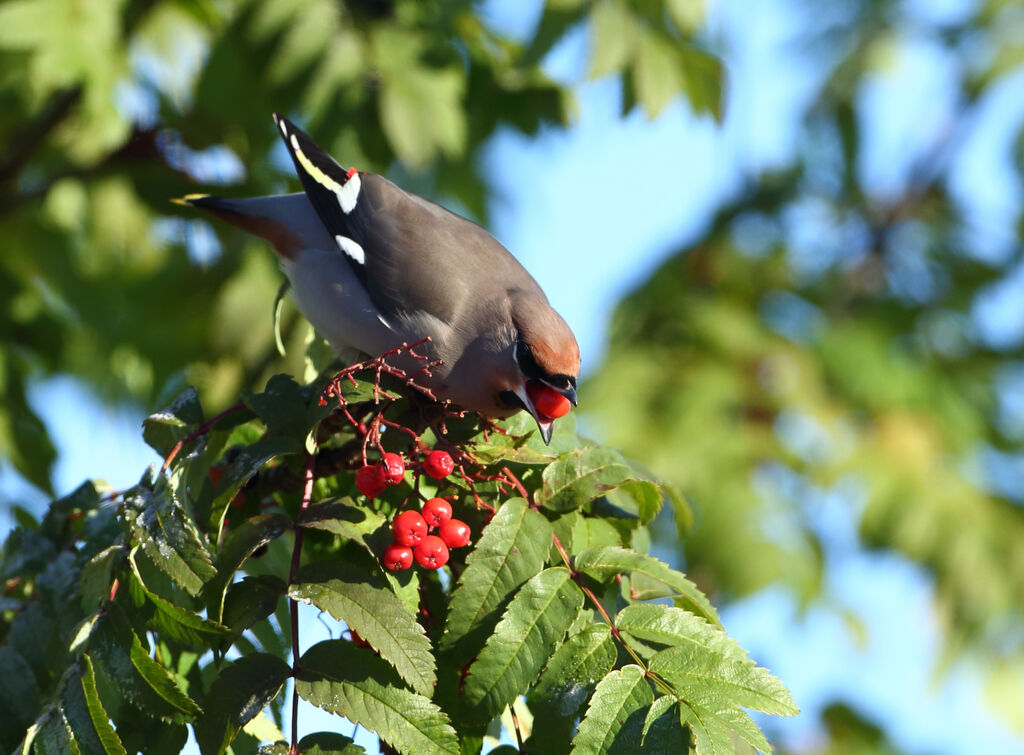 Bohemian Waxwing