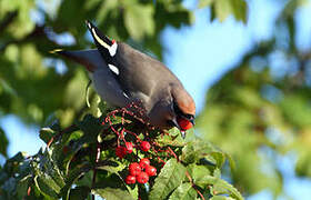 Bohemian Waxwing