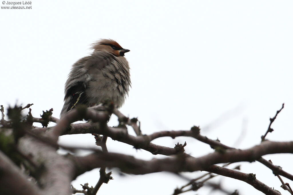 Bohemian Waxwing