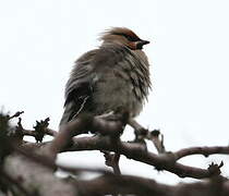 Bohemian Waxwing