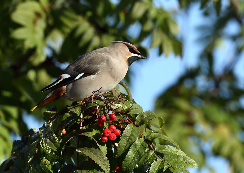 Bohemian Waxwing