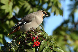 Bohemian Waxwing