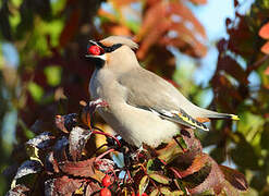 Bohemian Waxwing