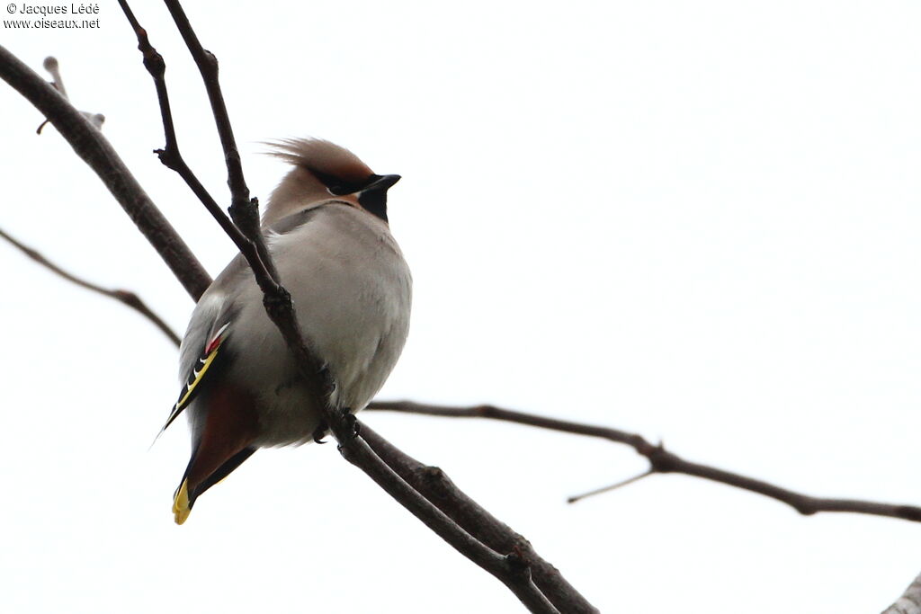 Bohemian Waxwing