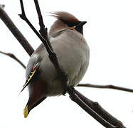 Bohemian Waxwing