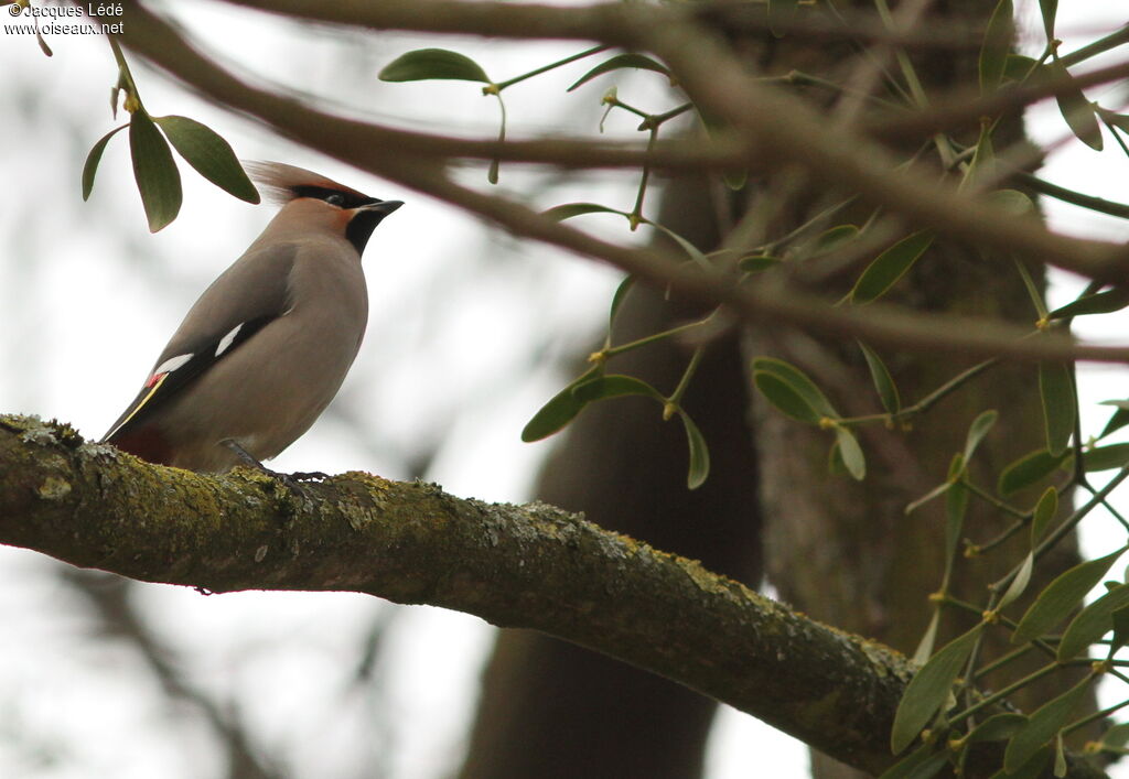 Bohemian Waxwing