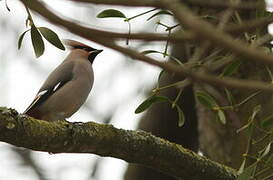 Bohemian Waxwing