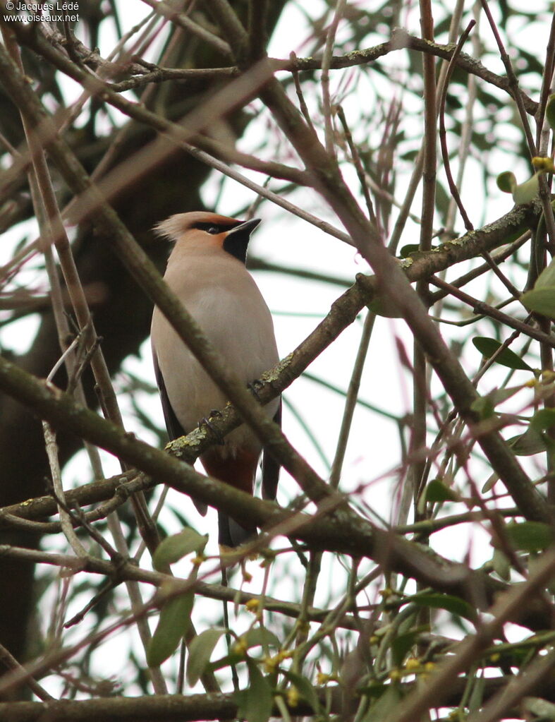 Bohemian Waxwing