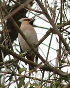 Bohemian Waxwing