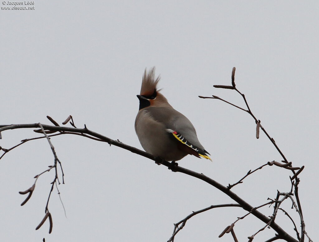 Bohemian Waxwing