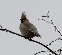 Bohemian Waxwing