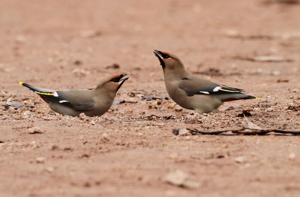 Bohemian Waxwing