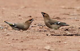 Bohemian Waxwing