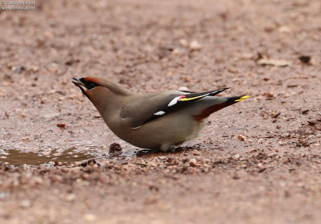 Bohemian Waxwing