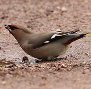 Bohemian Waxwing