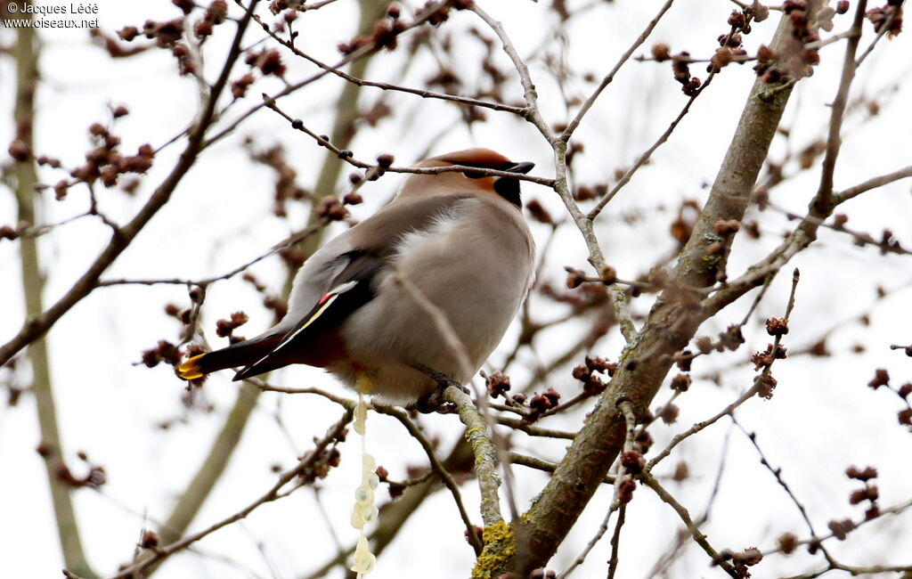 Bohemian Waxwing