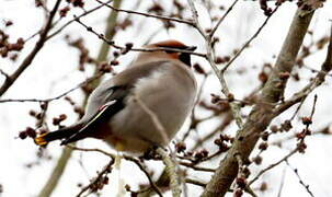 Bohemian Waxwing