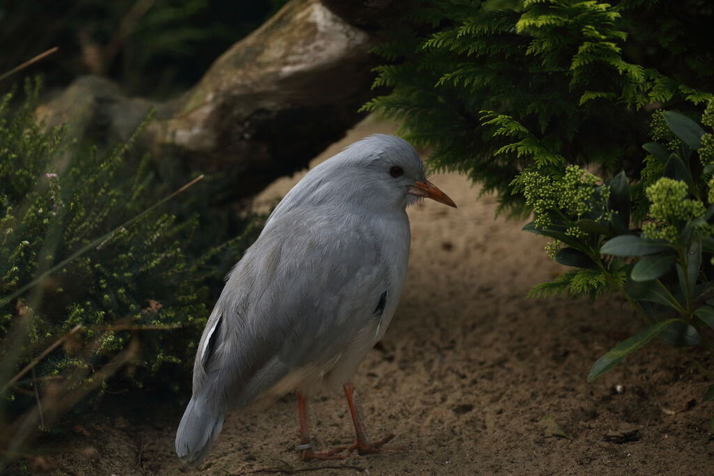 Kagu