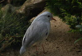 Kagu