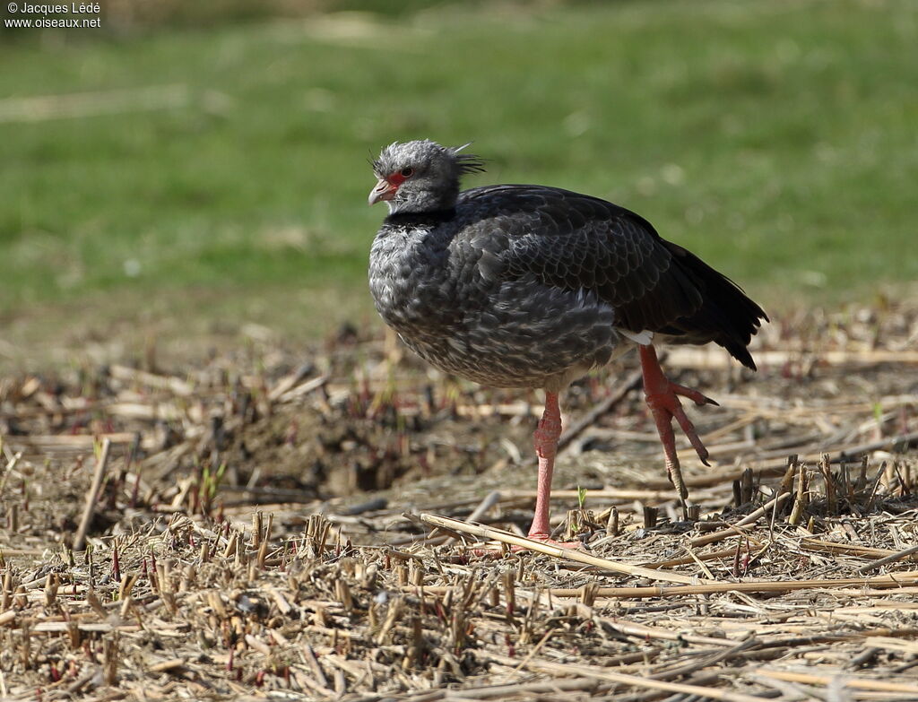 Southern Screamer