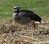 Southern Screamer