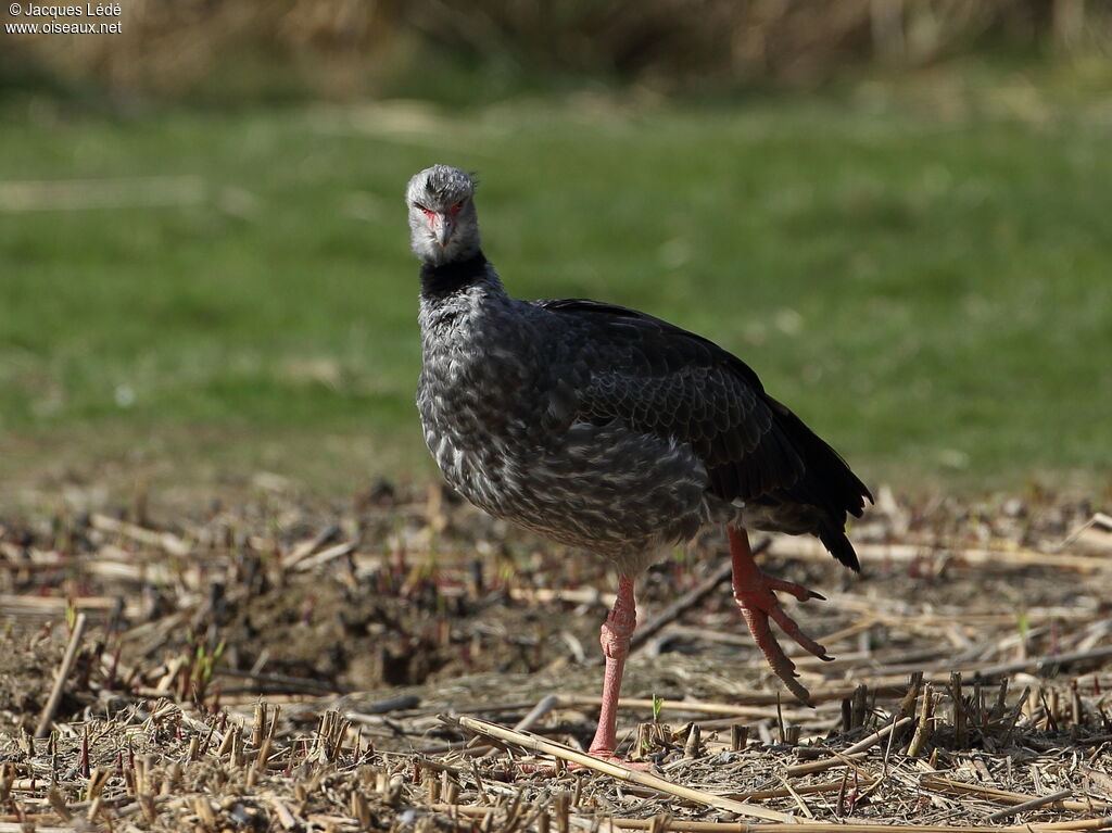 Southern Screamer