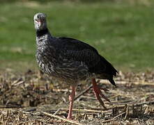 Southern Screamer