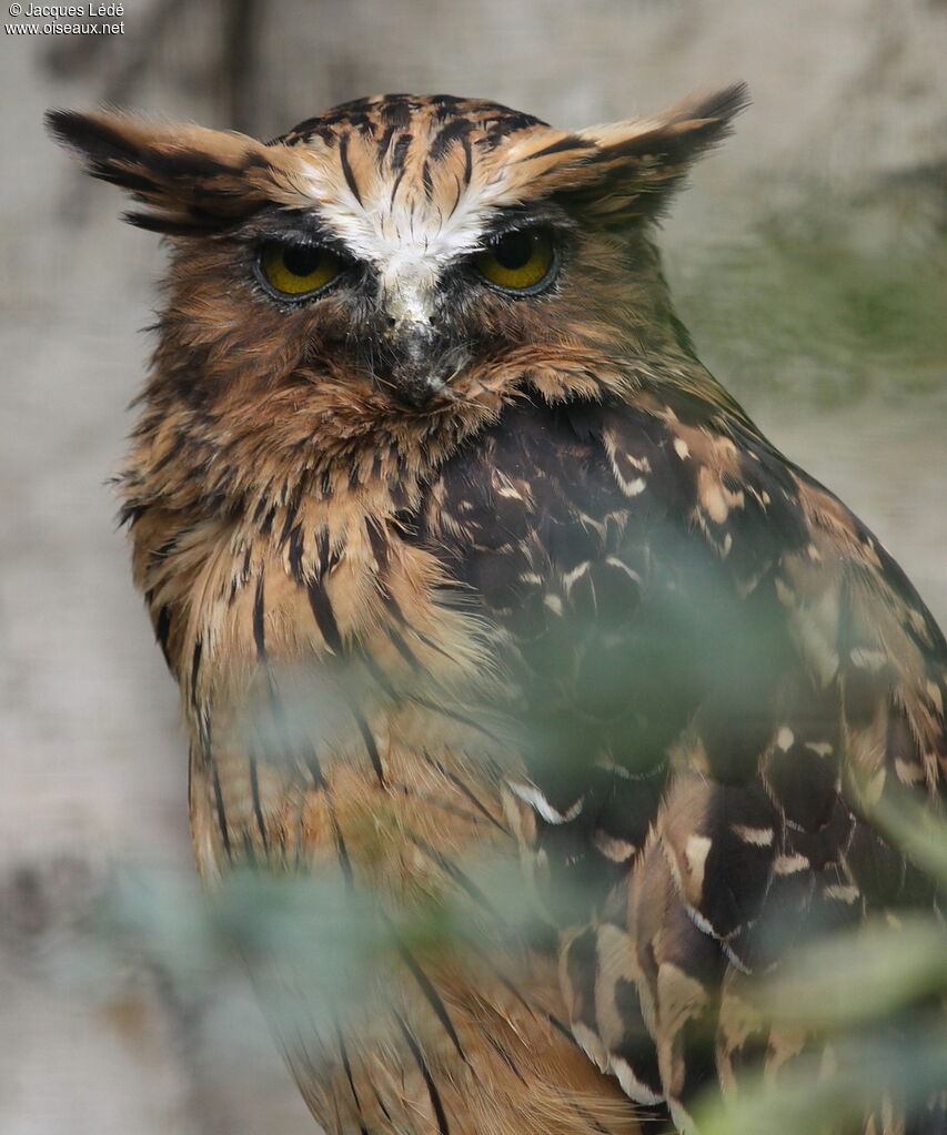 Buffy Fish Owl