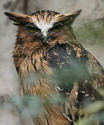 Buffy Fish Owl