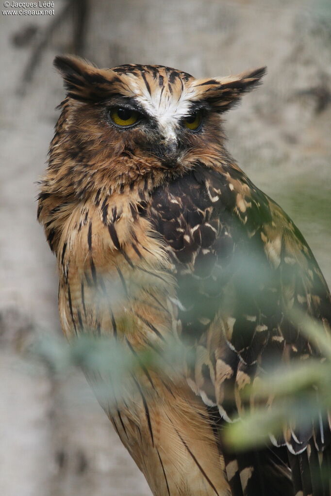 Buffy Fish Owl