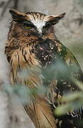 Buffy Fish Owl