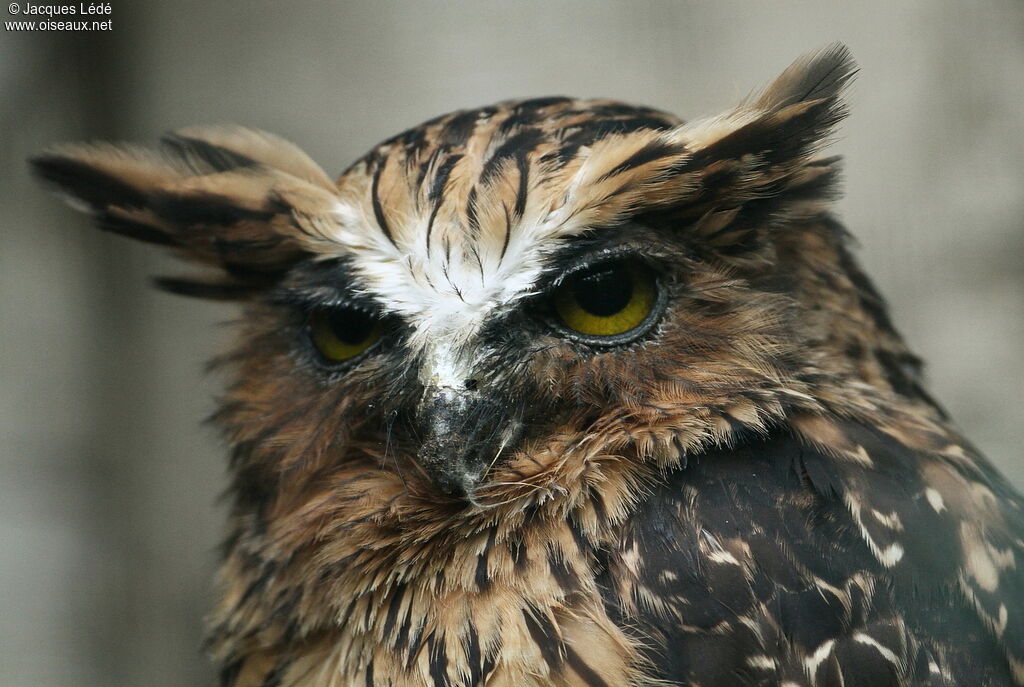 Buffy Fish Owl