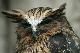 Buffy Fish Owl