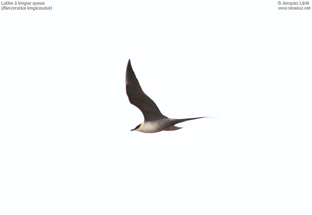 Long-tailed Jaeger