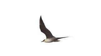 Long-tailed Jaeger