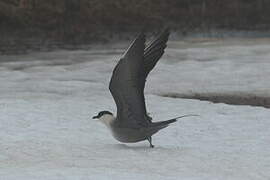 Long-tailed Jaeger