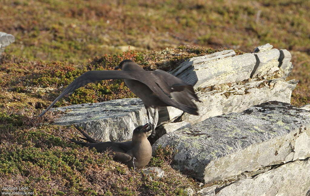 Parasitic Jaegeradult, habitat, pigmentation, Reproduction-nesting