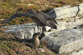 Parasitic Jaeger