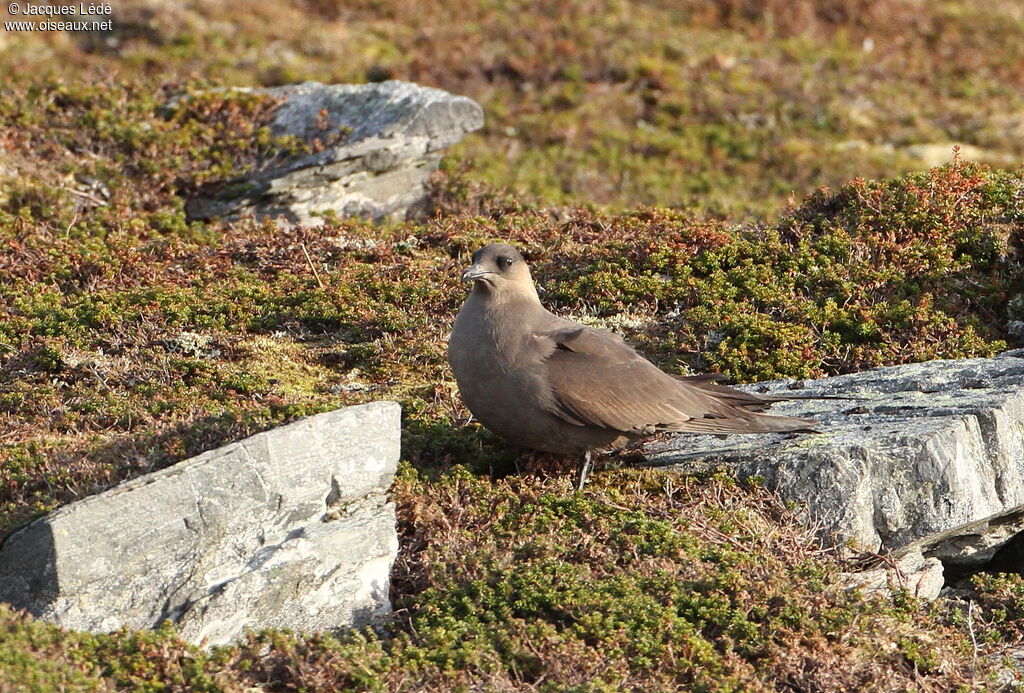 Parasitic Jaeger