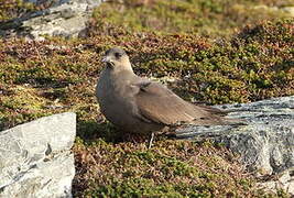 Parasitic Jaeger