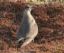 Parasitic Jaeger