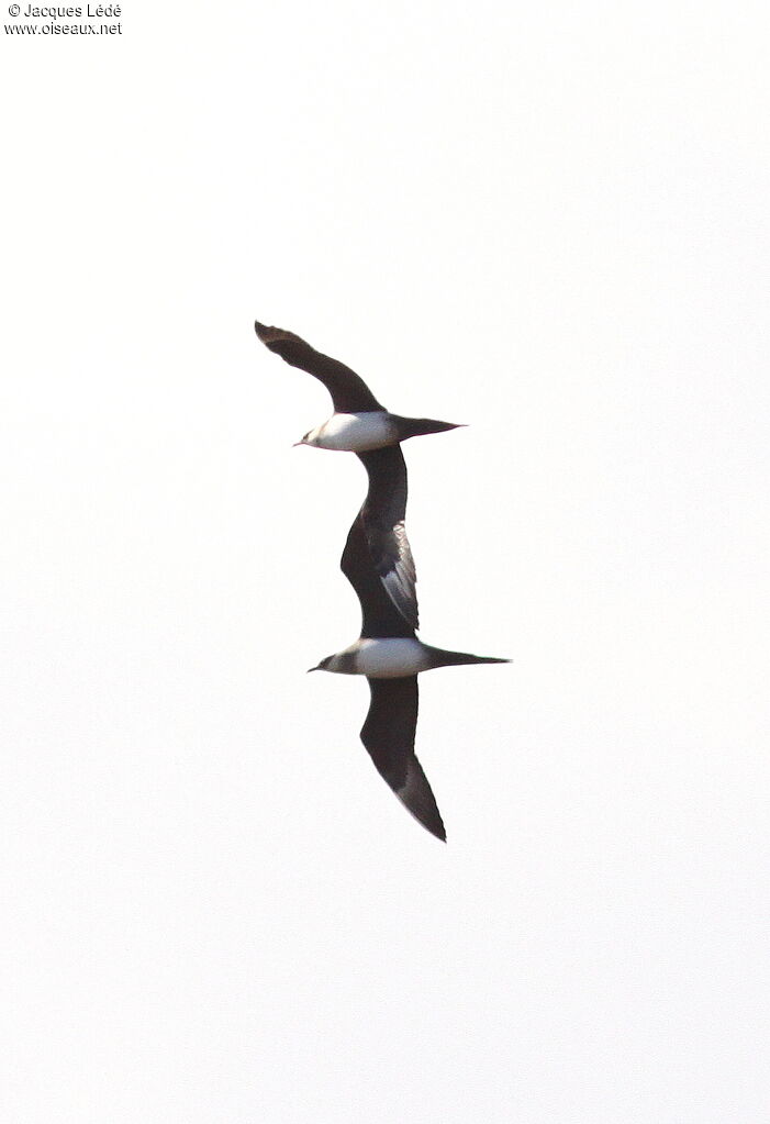 Parasitic Jaeger