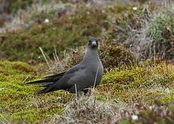 Parasitic Jaeger